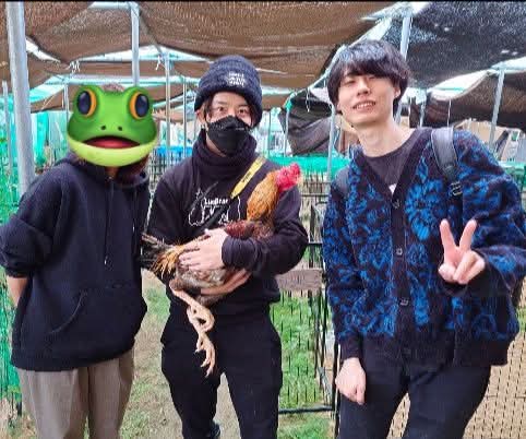 クックハウスokinawa～闘鶏で傷つき捨てられた鶏達の生きる場所～ tweet media