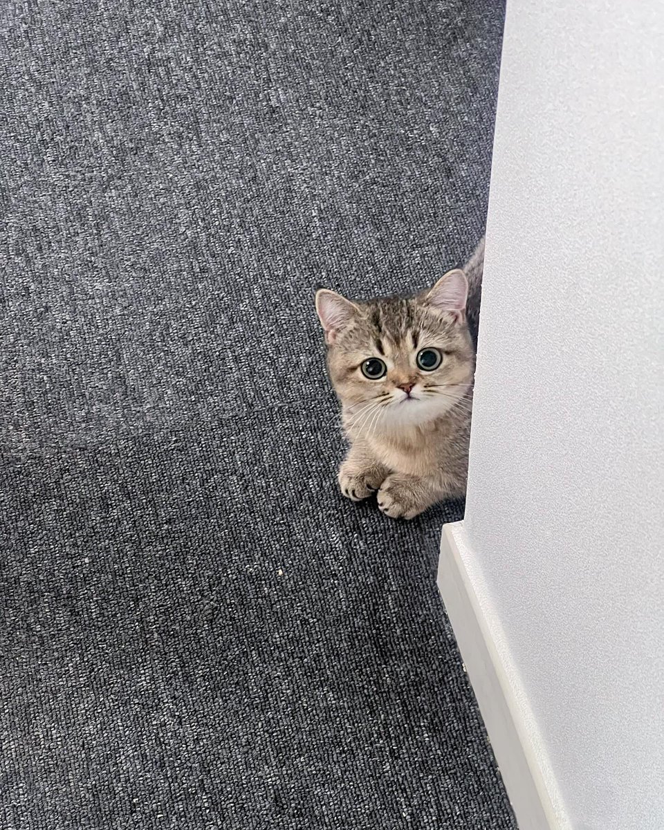 Cat 🐈 tweet media