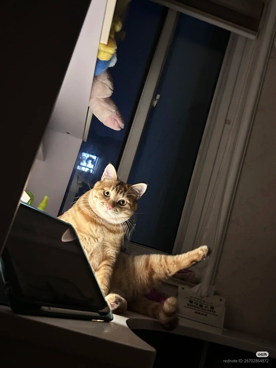 No Context Cats tweet media