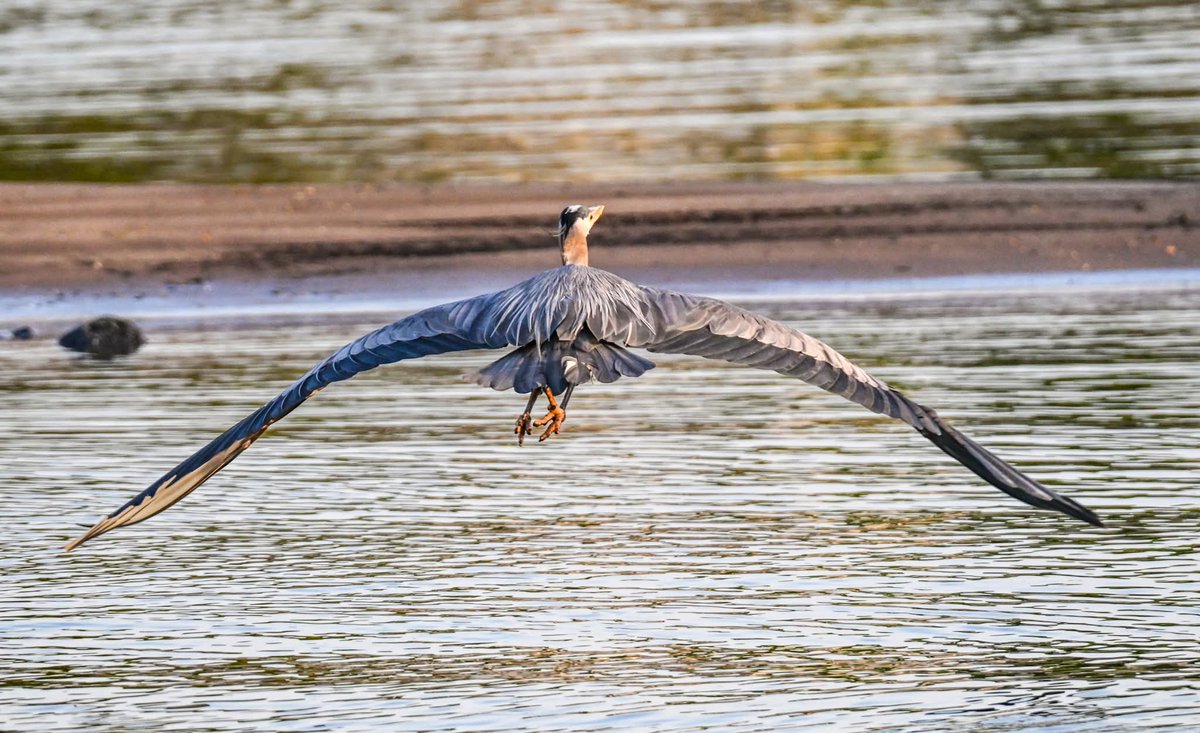 ByTheBayPhotos's tweet image. Great Blue Heron coming in for a landing!

#ChesapeakeBay #AnneArundel #Maryland #Pasadena