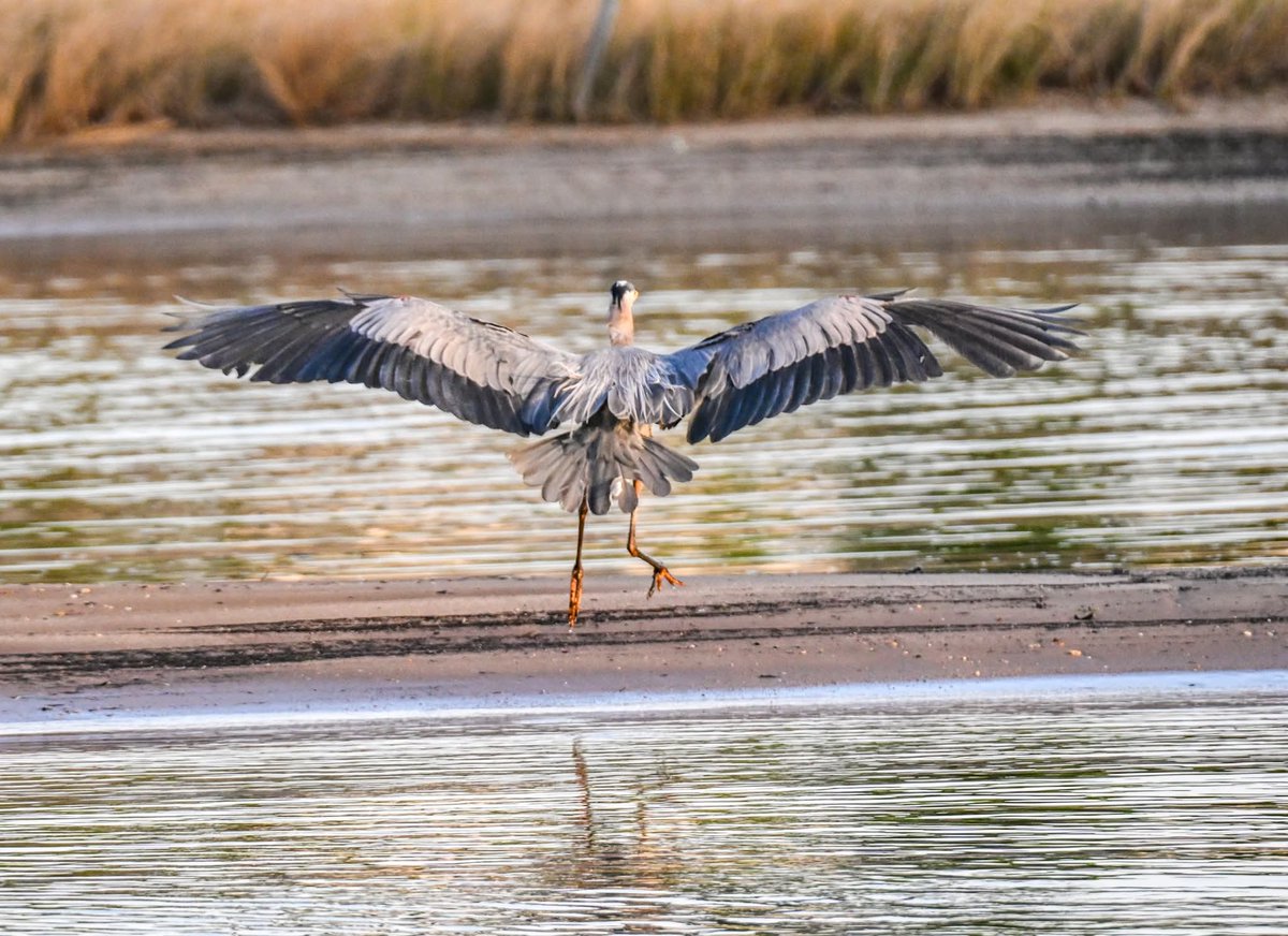ByTheBayPhotos's tweet image. Great Blue Heron coming in for a landing!

#ChesapeakeBay #AnneArundel #Maryland #Pasadena
