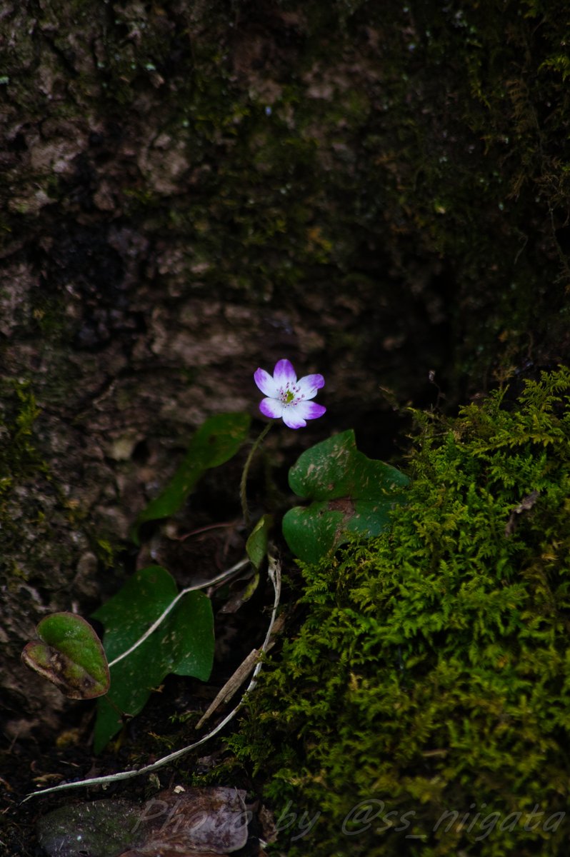 ss_niigata's tweet image. 植物メインで割となんでも撮ってるカメラマン。
コスプレもスナップポートレートスタイルをメインに据えつつたまに撮ってます。

#GWはフォロワーが増えるらしい
#PENTAX