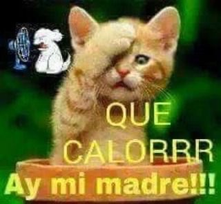 sol tweet media