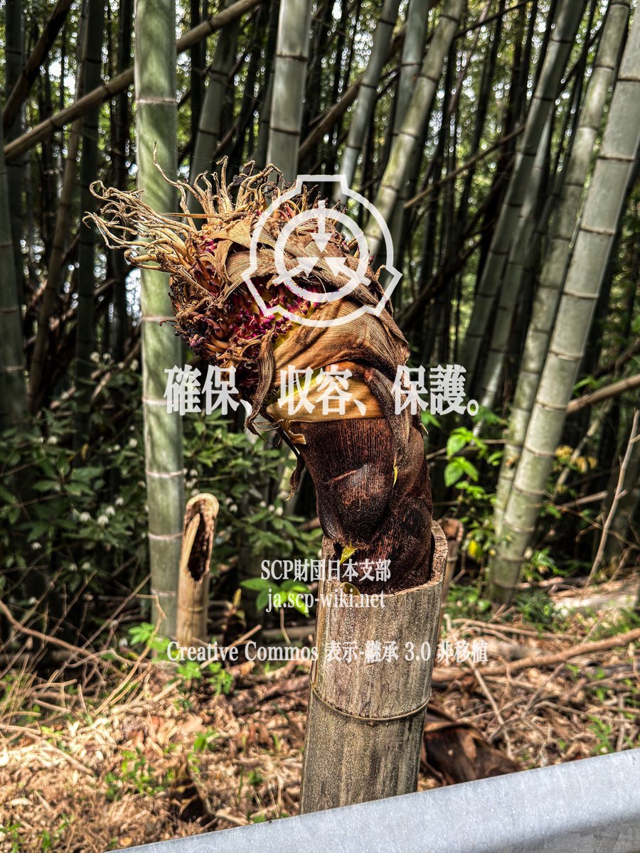 白い人 tweet media