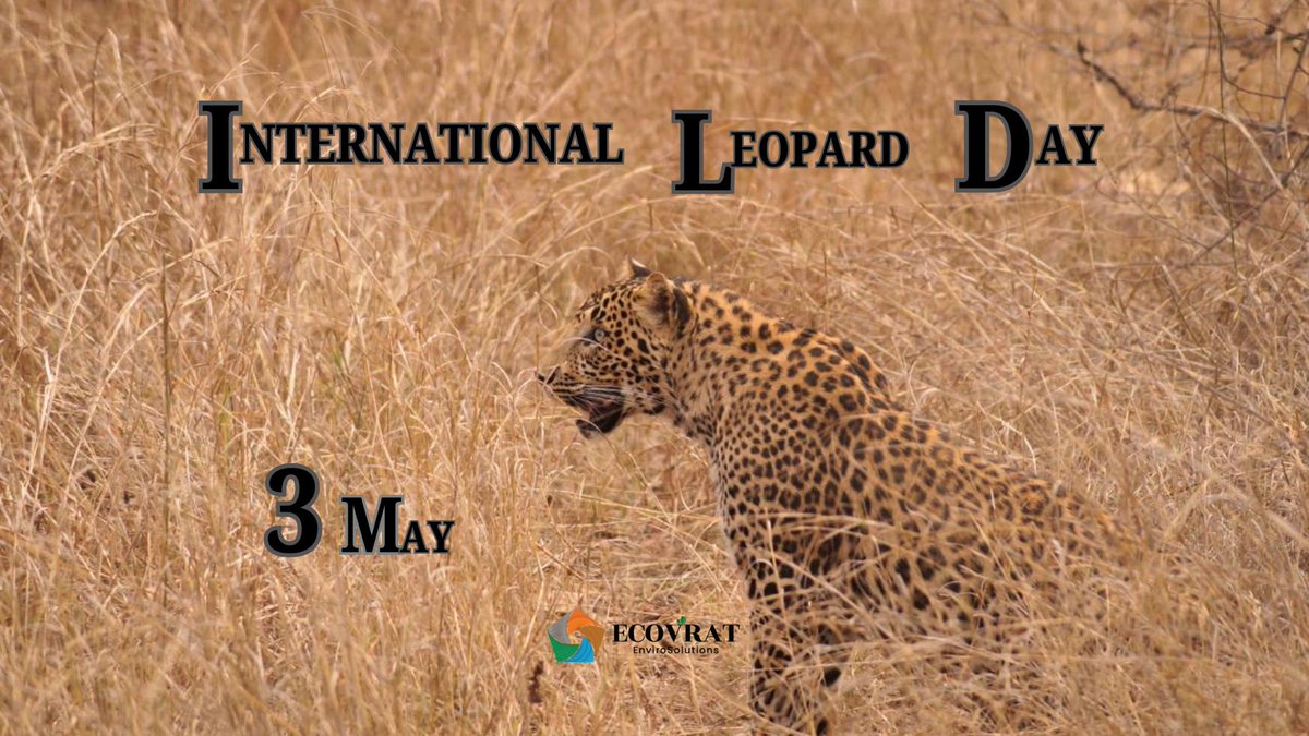 ecovrat's tweet photo. Leopards aren’t just creatures of the wild—they’re learning to live alongside us. As forests shrink, coexistence isn’t optional, it’s essential.
This #InternationalLeopardDay, let’s replace fear with understanding. https://t.co/FxPVnLuAk5