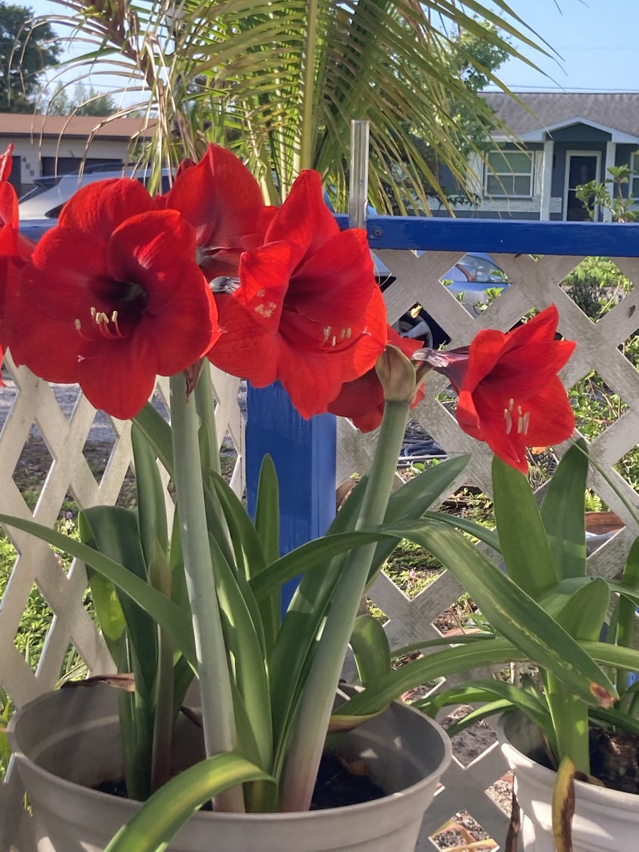 BenWaggonerAuth's tweet image. Things in my #Florida #garden that make me #happy:
#Red #amaryllis brightening a sunny morning.
I like #writing #trees and #flowers into my #shortstories. #Read them for #free here: bit.ly/3Hq3Ais
#WritingCommunity