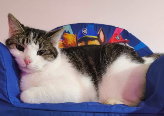 Missing Animaux 81 tweet media