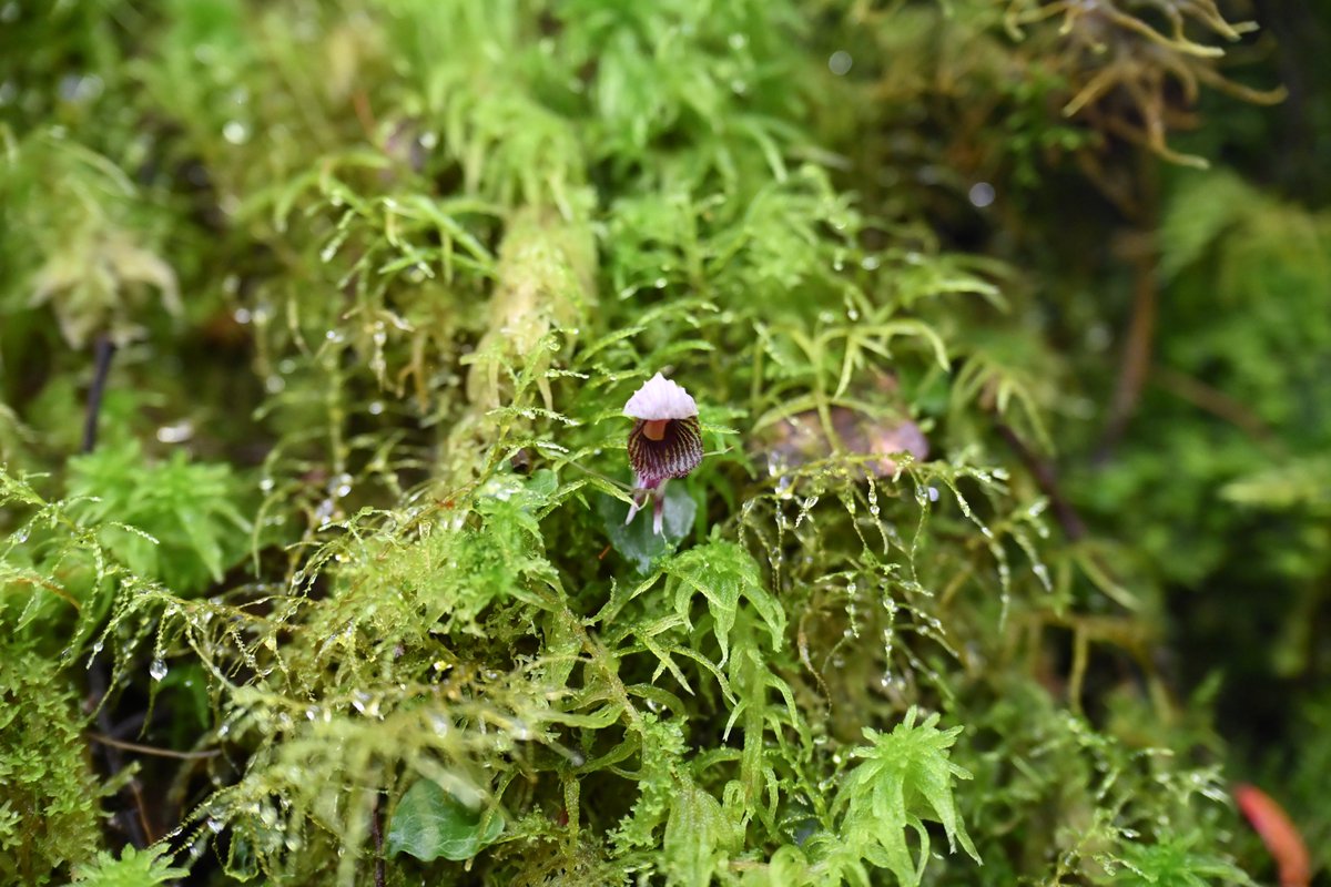 LA_souya's tweet photo. Corybas stenotribonos
2枚目は自生地でのサイズ感 https://t.co/UUgxhwmjZI