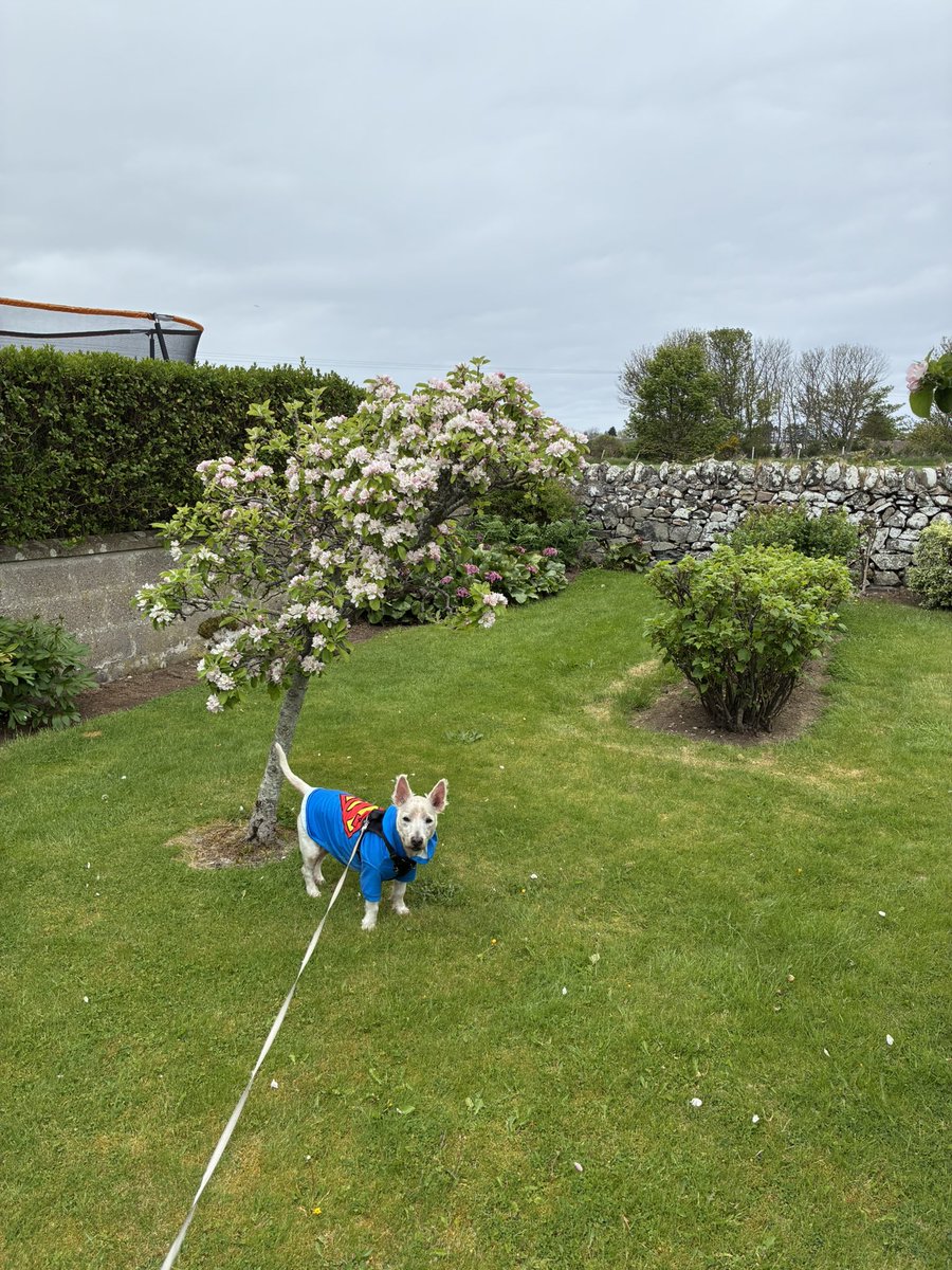 Neale and Fergus the Westie!! tweet media
