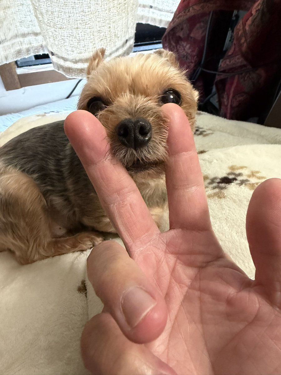hime_chomu's tweet image. 真剣マズル取りッ！！

#dog #好きすぎて滅 #可愛いが見たい