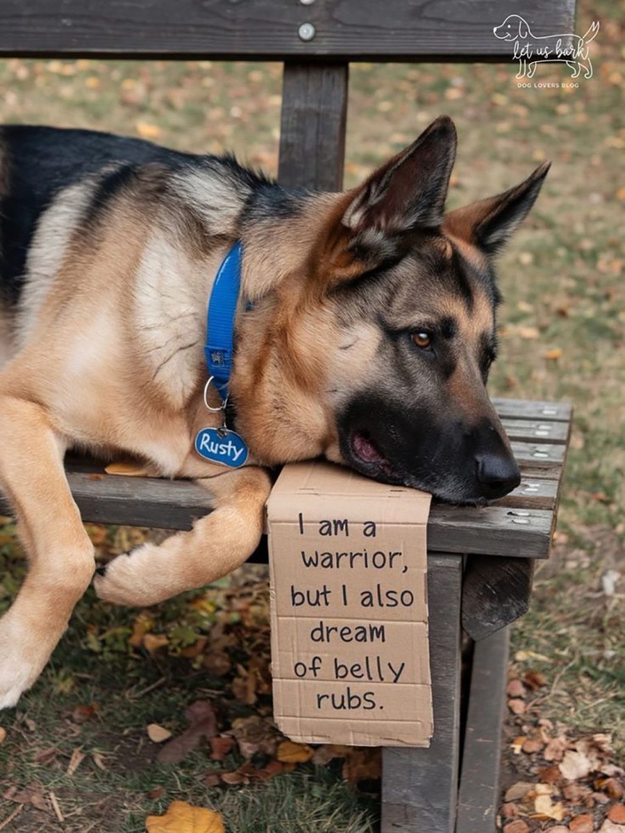 Dog Lovers tweet media