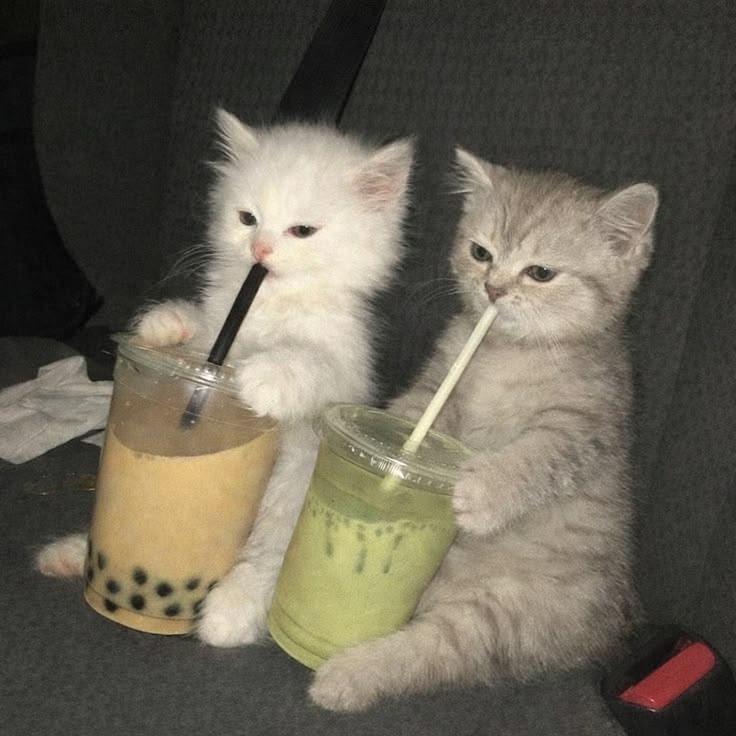 Cats all the way tweet media