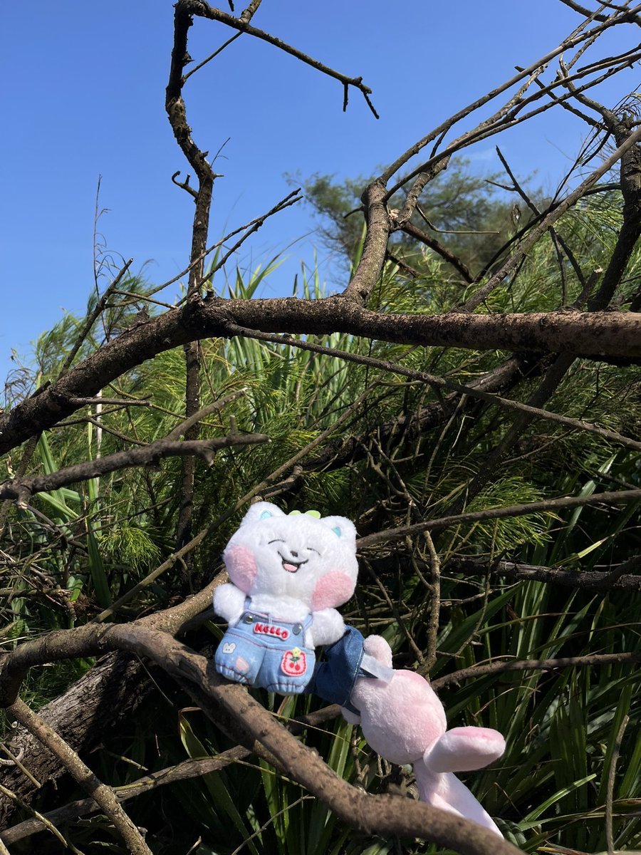 ris 🌱🐱 tweet media