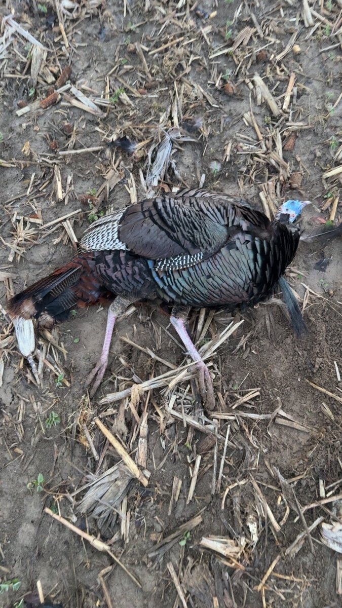 the_rick665's tweet photo. He gone 🦃 🔫

#turkeyhunting https://t.co/2ampq34WS9
