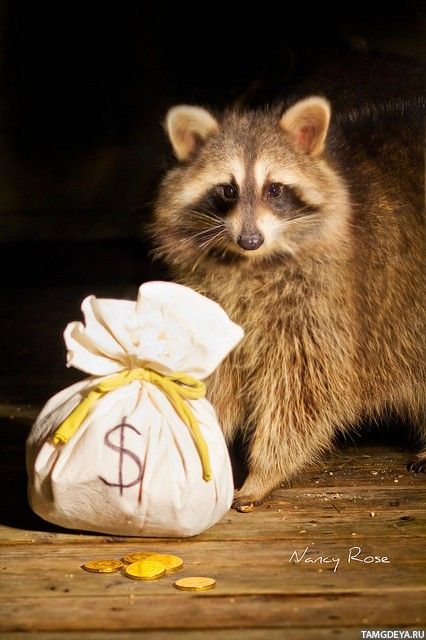 Raccoon tweet media