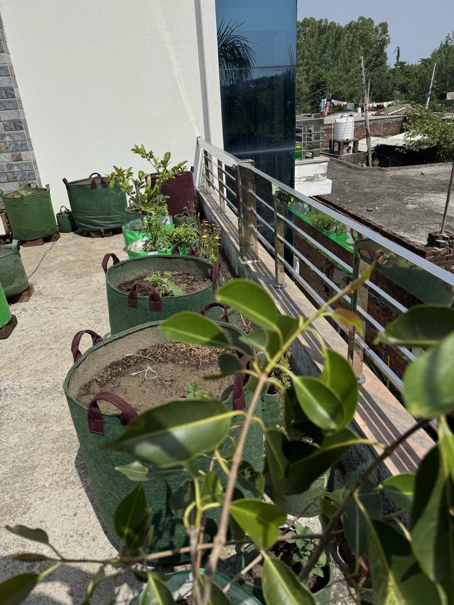 globalrashid007's tweet image. Good Morning 
7 am se lekar 3 pm Tak terrace garden par work kiya aaj almost 6 hours 
Plants Sahi se laga kar rakhe aur setting ki sabhi ki,
Vegetables 
Fruits 
Flowers sab hai isme.