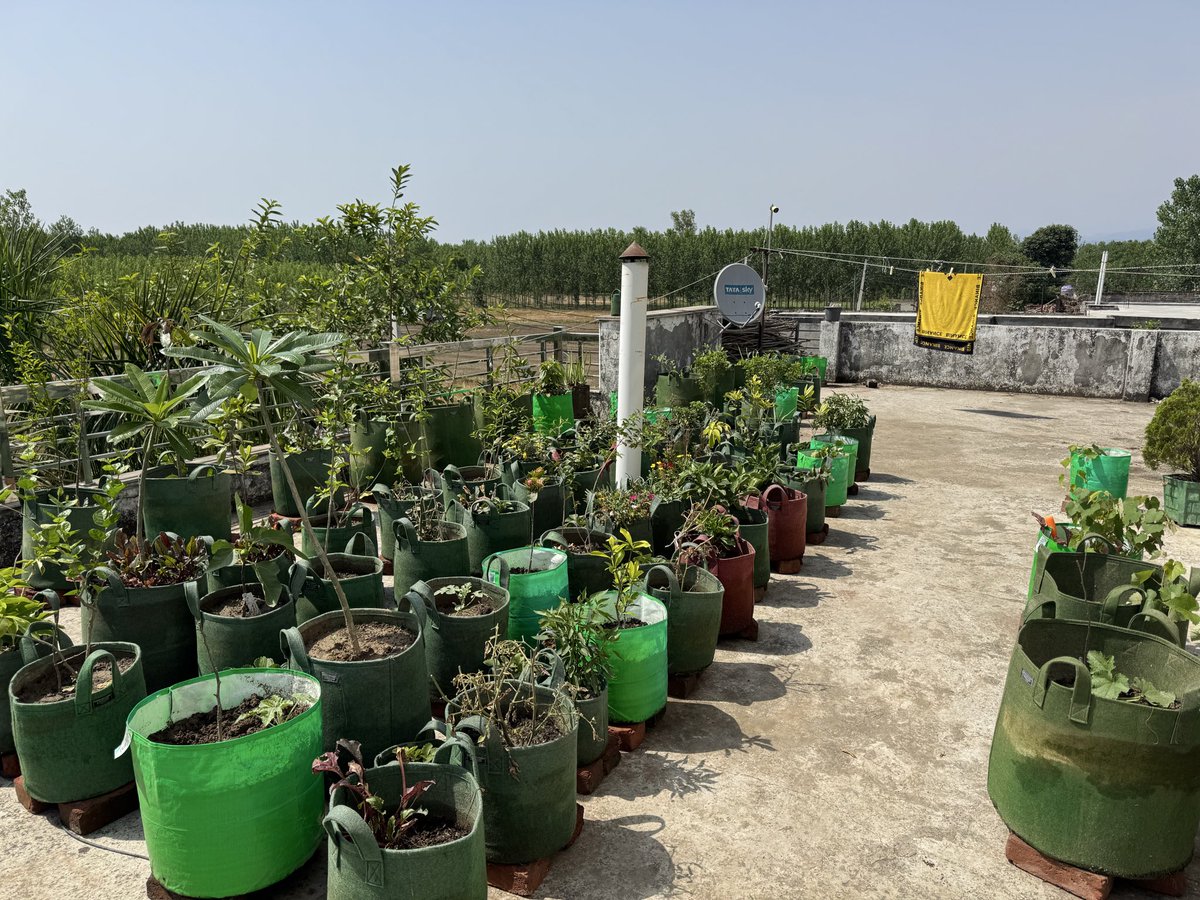 globalrashid007's tweet image. Good Morning 
7 am se lekar 3 pm Tak terrace garden par work kiya aaj almost 6 hours 
Plants Sahi se laga kar rakhe aur setting ki sabhi ki,
Vegetables 
Fruits 
Flowers sab hai isme.