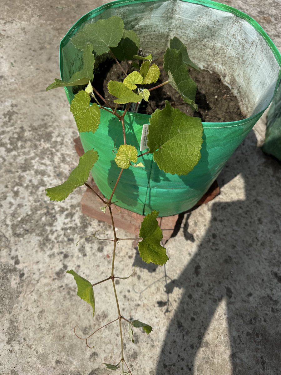 globalrashid007's tweet image. Good Morning 
7 am se lekar 3 pm Tak terrace garden par work kiya aaj almost 6 hours 
Plants Sahi se laga kar rakhe aur setting ki sabhi ki,
Vegetables 
Fruits 
Flowers sab hai isme.