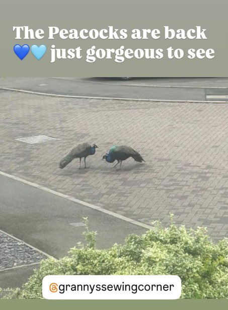 GrannysSewC's tweet image. 🩵💙 The peacocks are back outside 🦚just gorgeous #peacocks #grannyssewingcorner #birdwatching  #staffordshire #birdsofinstagram