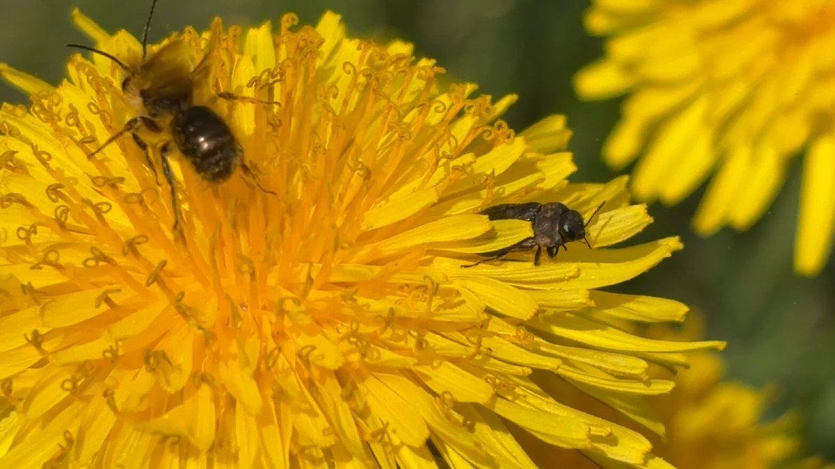 NorwaySkandin's tweet image. 2/ #insects #Insekten #Wildbiene #Frühling #nature #Natur #garden #Garten #bees #spring

Heute habe ich eine Sandbiene, Gattung Andrena (?) fotografiert 🐝
Das Insekt sitzt links vom Prachtkäfer🪲 und saugt Nektar😋
