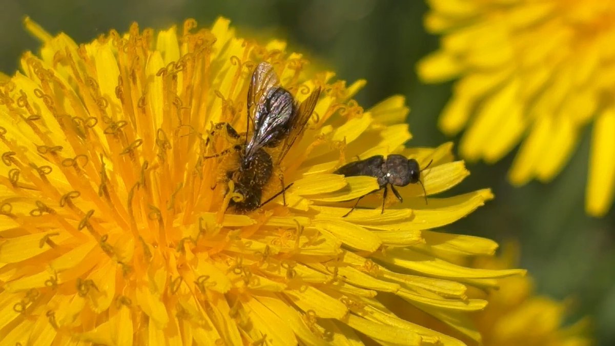 NorwaySkandin's tweet image. 2/ #insects #Insekten #Wildbiene #Frühling #nature #Natur #garden #Garten #bees #spring

Heute habe ich eine Sandbiene, Gattung Andrena (?) fotografiert 🐝
Das Insekt sitzt links vom Prachtkäfer🪲 und saugt Nektar😋
