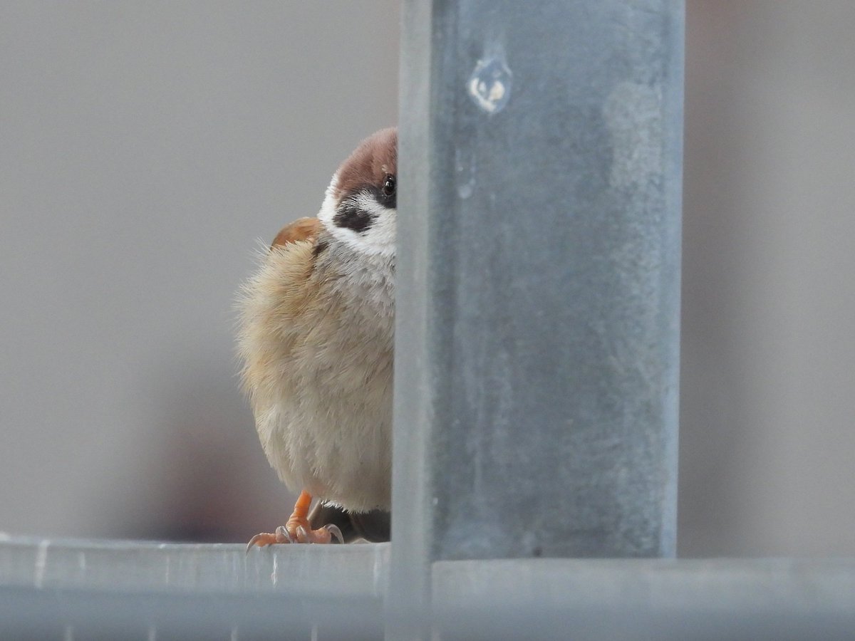 Sparrow tweet media