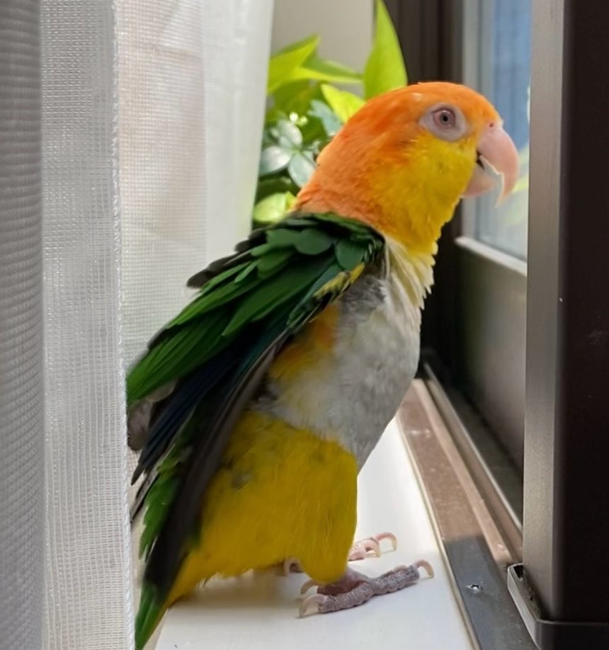 ふくぴぃ🐥 tweet media
