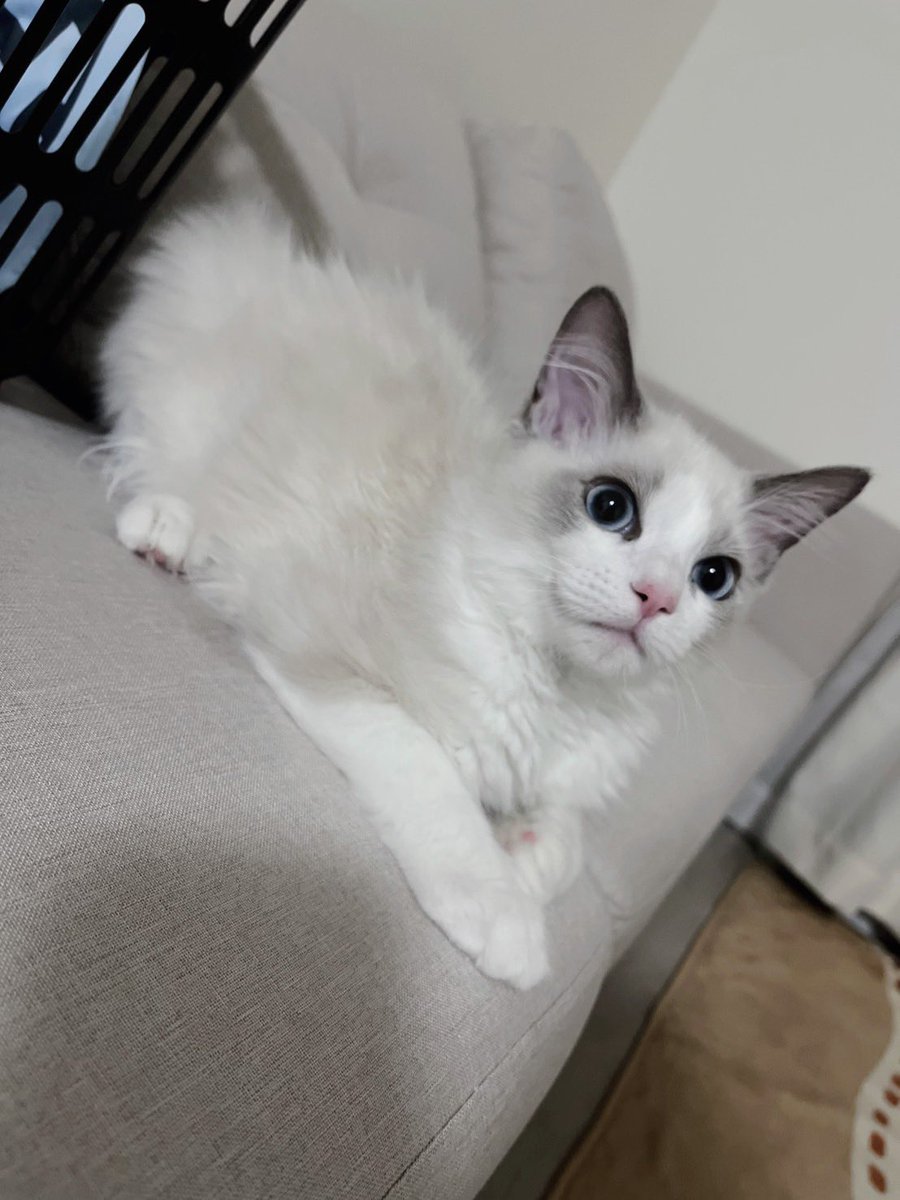 きの帽子🎩 tweet media