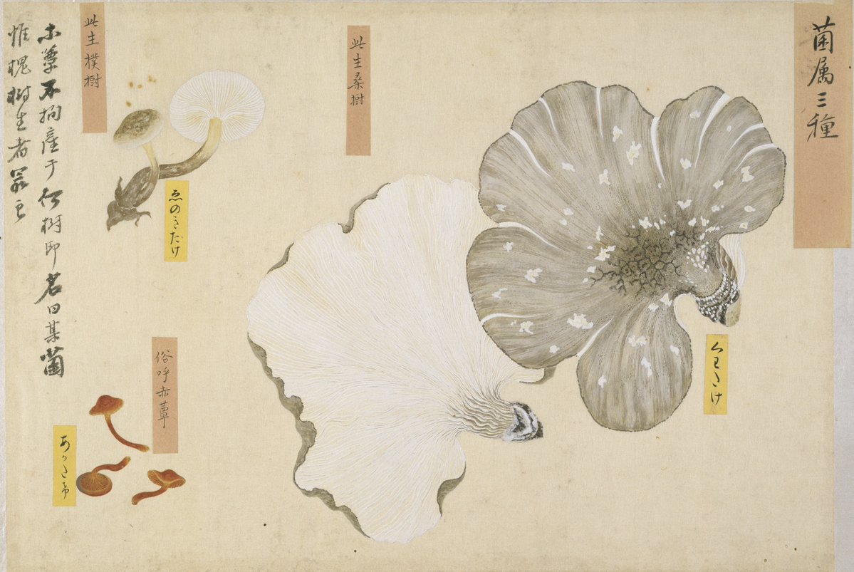 博物図譜のうち「写生画帖 菜蔬」／ 野菜・穀物・きのこなどを丁寧に