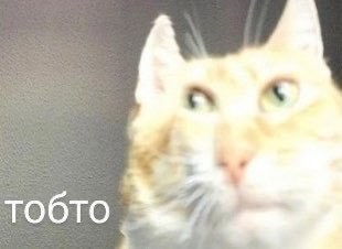Пані компот з румбамбару tweet media