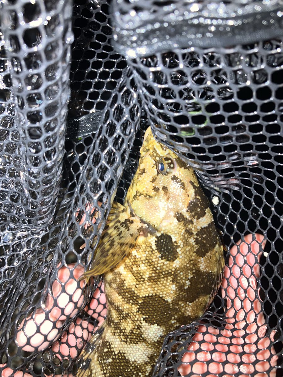 monnonkm's tweet photo. それよりメインはガサガサ。救えたメバル、めちゃ小さい。餌が食べれればいいけど周りの魚にビビって出てこない。心配だわー https://t.co/lS0sBIw0sa