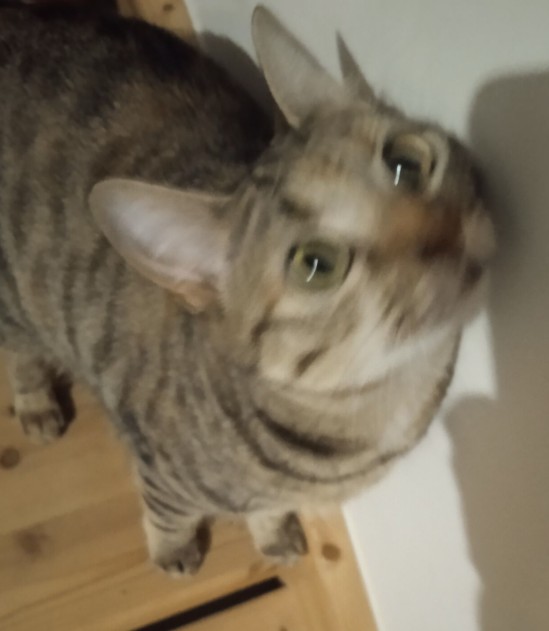 Missing Animaux 81 tweet media