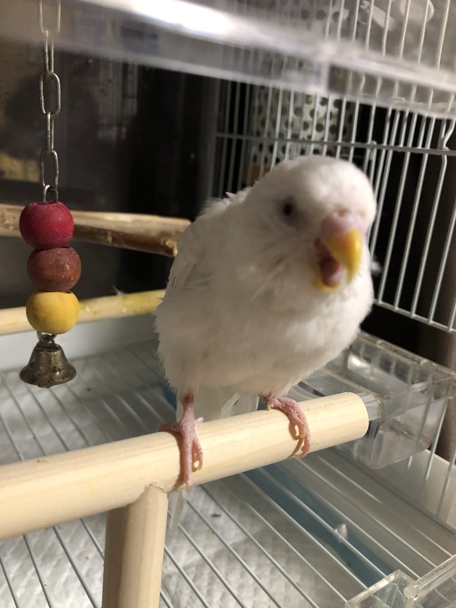 𝕞𝕚𝕪𝕦𝕜𝕚 tweet media