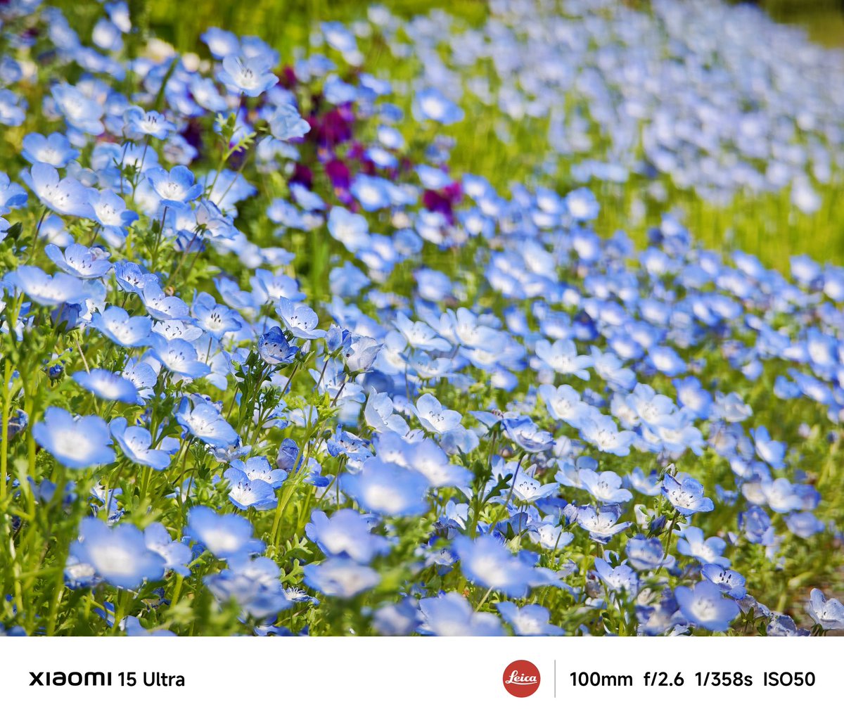 onsen_tamagon's tweet image. 春のお散歩記録
#Xiaomi #Xiaomi15Ultra