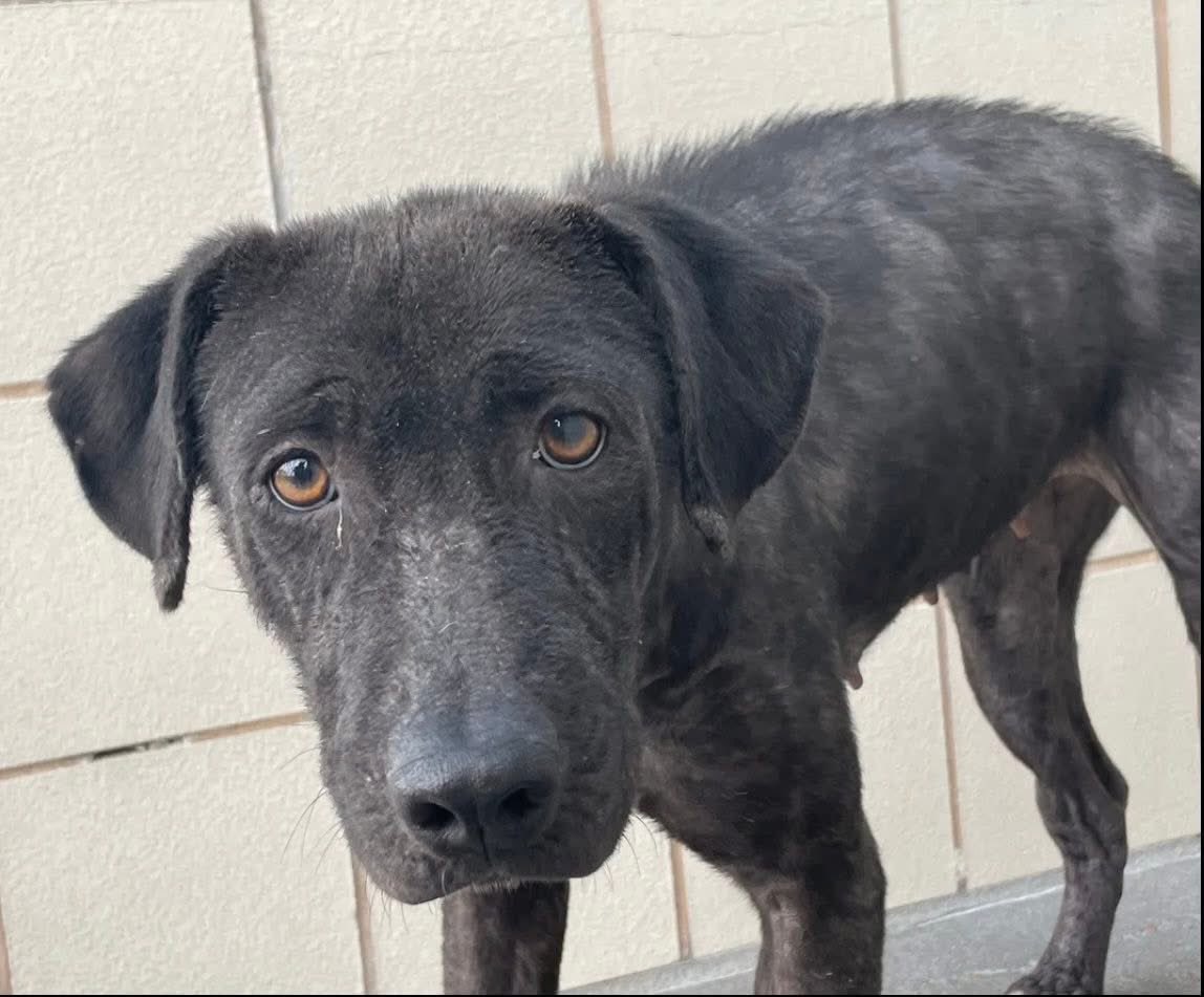 SamfromSpain's tweet image. NANCY #A386608 needs urgent help!
Dumped by owner in poor condition, suffers extensive alopecia, inflamed skin &amp;amp; abscess right rear hock!
How can an innocent girl be so neglected⁉️
Needs treatment ASAP
PLZ PLEDGE 4 #RESCUE from Corpus Christi AC!
Her sad eyes say it all!