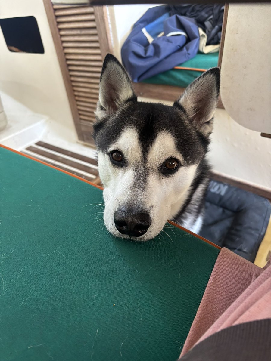 chainshieldinc's tweet photo. @4thOfJuly365 This is Bart, the sailing mini husky! https://t.co/00IgS5hiqs