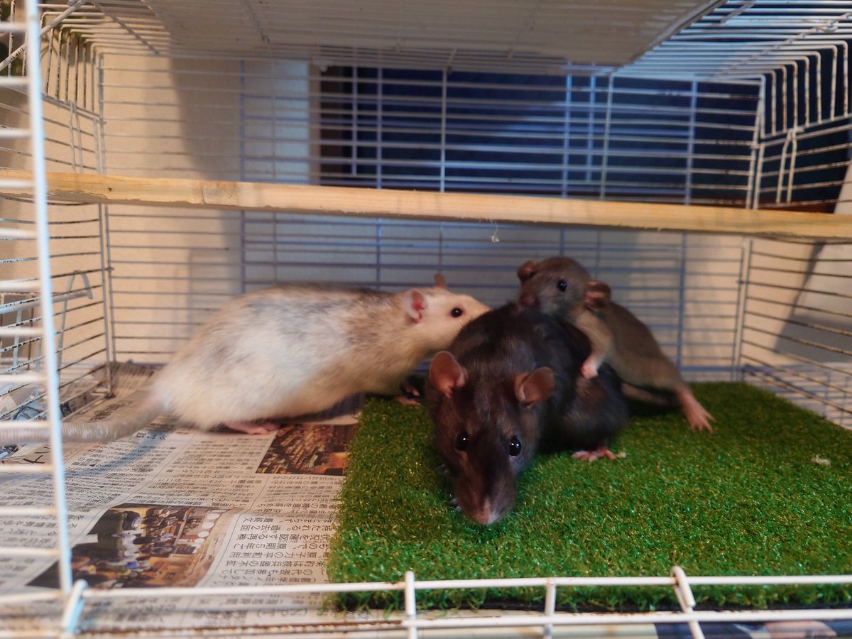 息子が欲しがって飼い始めたドブネズミ。気づけば俺がハマって3匹家族！

#ファンシーラット