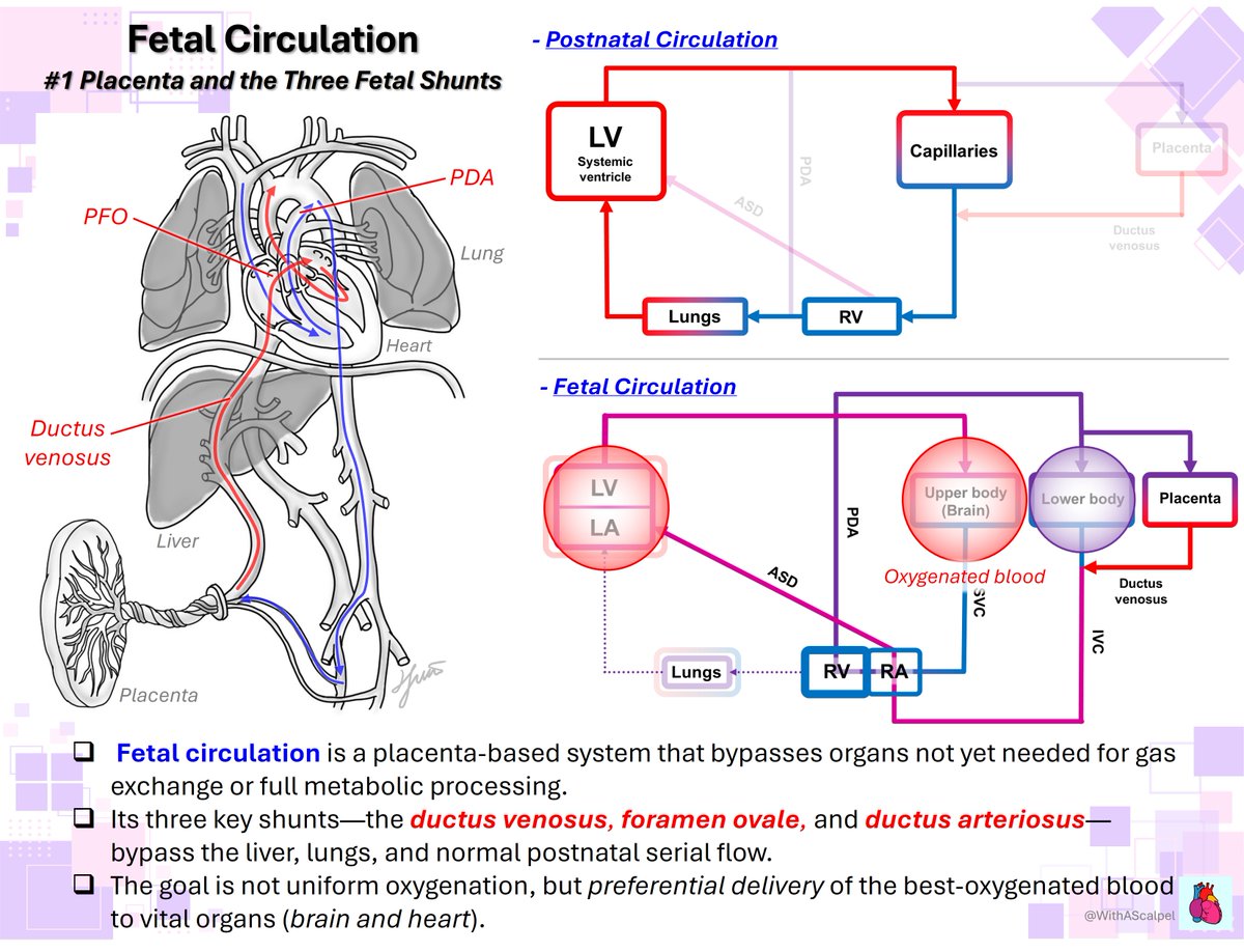 WithAScalpel - Fumiya Yoneyama, MD, PhD tweet media
