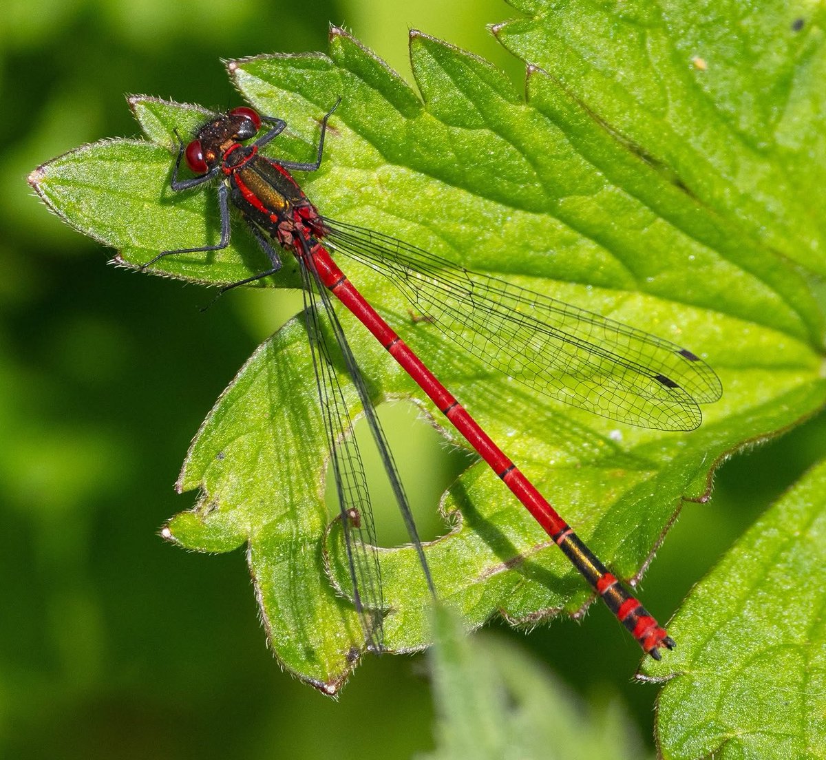 leescott26's tweet photo. Large Red Damselfly #largereddamselfly @Natures_Voice @Britnatureguide @BBCSpringwatch https://t.co/aUb2vpWG5R