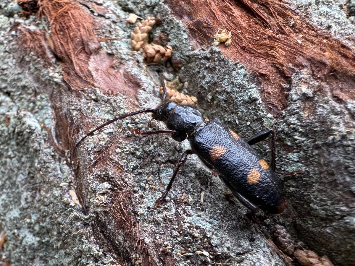 fukuinsect's tweet photo. 法事で実家に戻ったら、家の目の前の杉林が伐採され土場になっていました。
ビャクシンカミキリは初見。何度か探したけど見つからない虫だったので嬉しい。
あと切り株にアメンボが数匹集まってました。何故…？ https://t.co/rybOqypX68