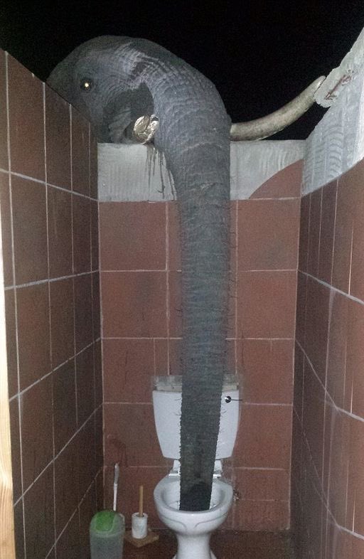 elephant tweet media