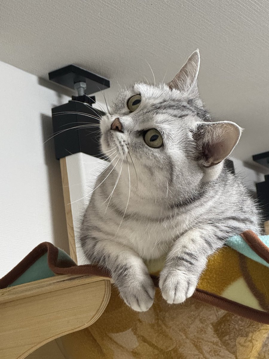RS54663775's tweet photo. チャッピーに生成してもろた、マイボートと飼い猫のイラスト😁
いい感じの白甘鯛も釣れて良き👍

ウチのぬこ様は平常運転🐱 https://t.co/Lx9SNh6FqL