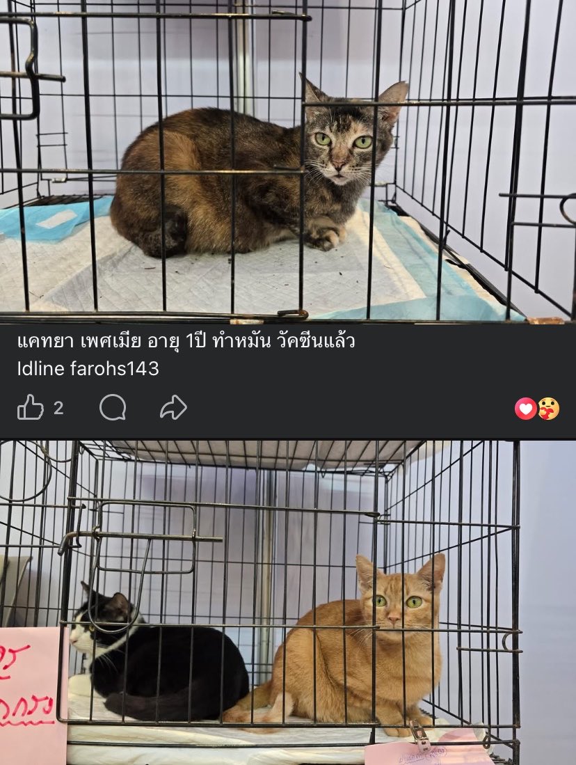 นุคอง | ʙᴛꜱ ᵂᴱ ᴬᴿᴱ ᴮᴬᶜᴷ ✧:･ﾟ tweet media