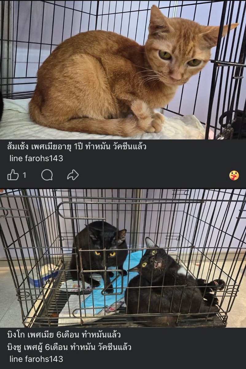 นุคอง | ʙᴛꜱ ᵂᴱ ᴬᴿᴱ ᴮᴬᶜᴷ ✧:･ﾟ tweet media