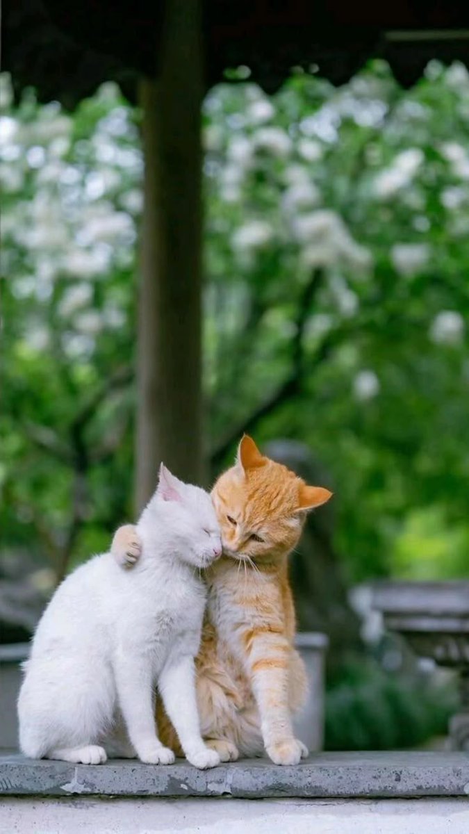 Cats all the way tweet media