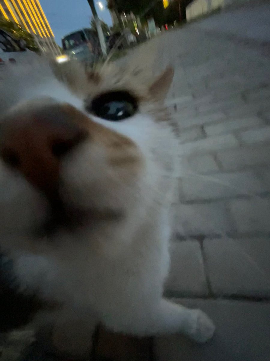 H2H_Lovers24's tweet image. #CARMEN Weverse Comment 

👤: The weather was so nice today, and I even met a cat 😸

🌴: Oh my, a kitty ping~

#Hearts2Hearts #하츠투하츠 #H2H
#카르멘