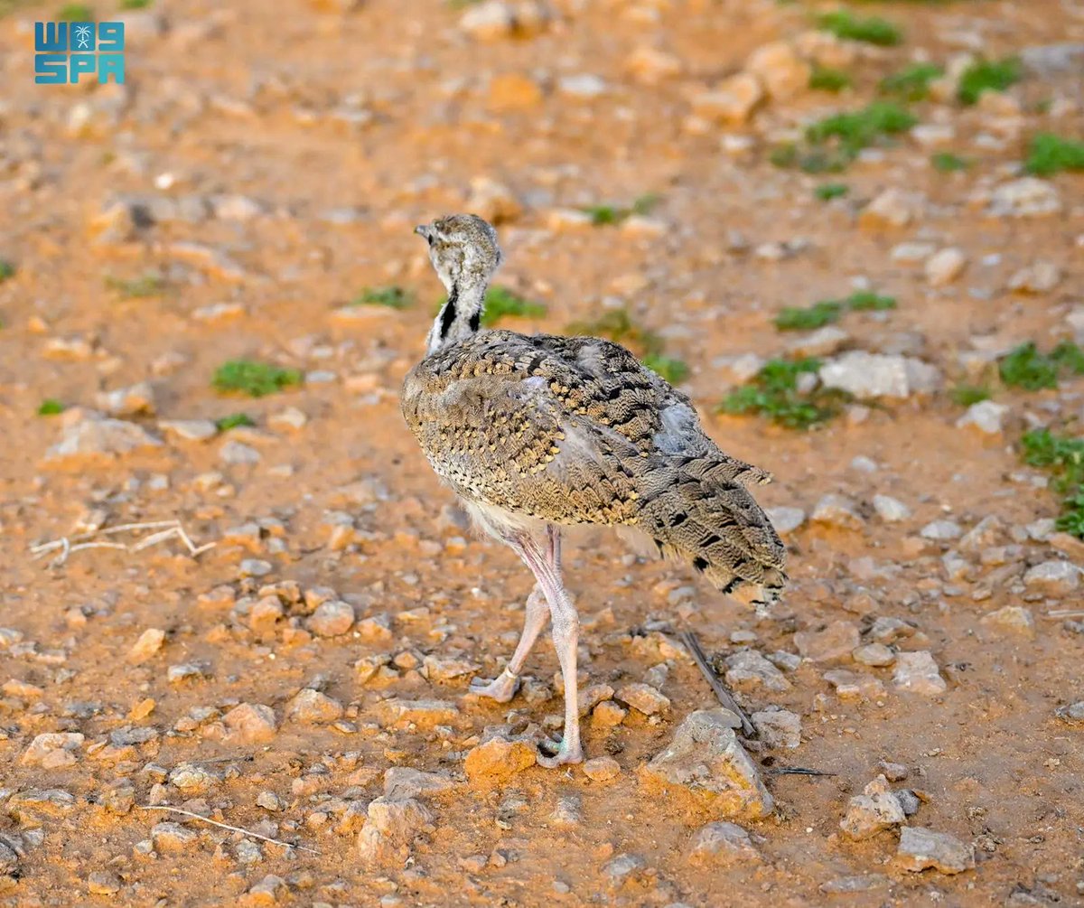 واس جودة الحياة tweet media
