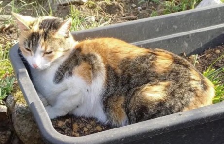 Missing Animaux 81 tweet media