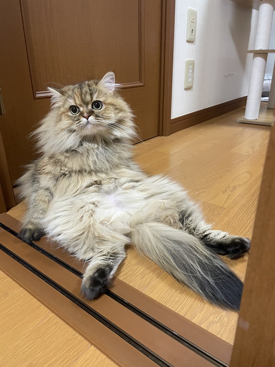 ラピ⭐️チャチャ tweet media