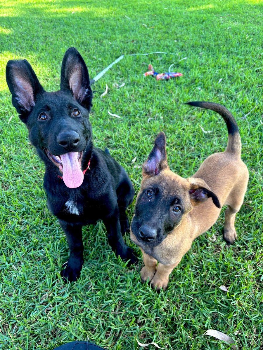CaninePolice's tweet image. Double trouble, double the love 🐾

Valour bringing the bold, Kevin bringing the charm 💛

#puppy #canine #policedog #gsd #malinois